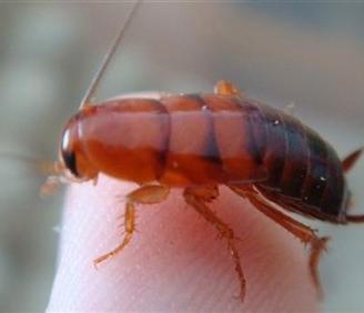 Blatte Red runner