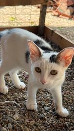Gattina