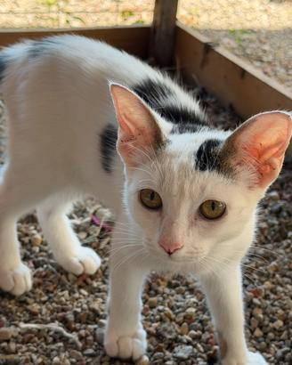 Gattina