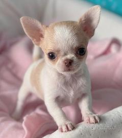 CHIHUAHUA TOY CUCCIOLA FEMMINA - pag mensile
