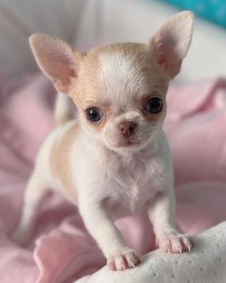 CHIHUAHUA TOY CUCCIOLA FEMMINA - pag mensile