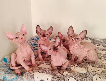 Cuccioli di sphynx