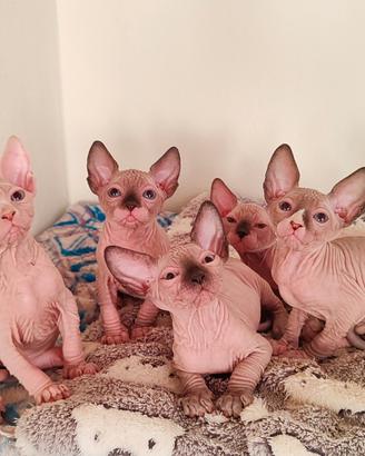 Cuccioli di sphynx