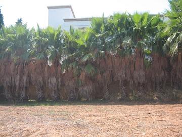 Palme