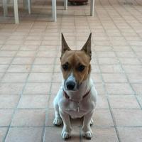 Disponibile per monta