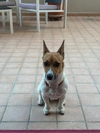 Disponibile per monta