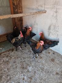 galli marans