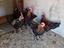 Immagine 1