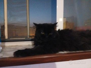 Gatto persiano