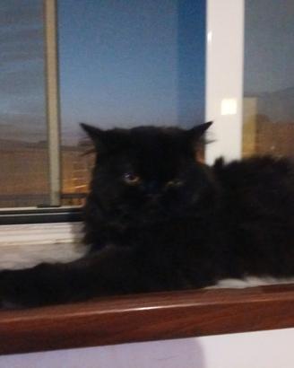 Gatto persiano