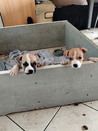 Amstaff