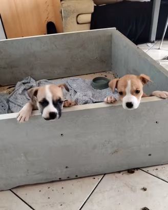Amstaff