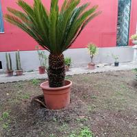 5 GIKAS di 40/50 anni