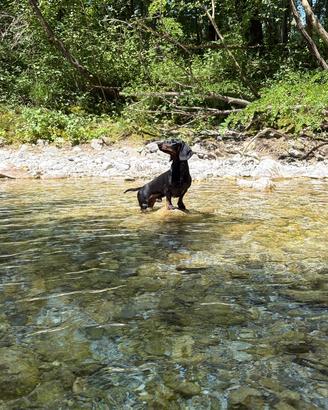 Monta bassotto a pelo corto