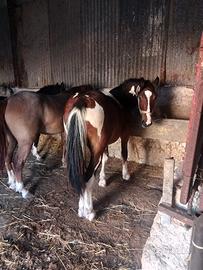 Cavallo puledro