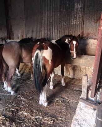 Cavallo puledro