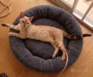 Prestigiosi gattini Bengala Brown & Snow