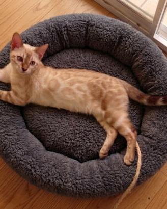 Prestigiosi gattini Bengala Brown & Snow