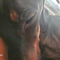 Bassotto per accoppiamento