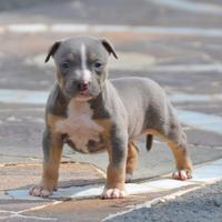 American pitbull terrier ukc