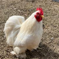 Gallettino Cocincina nana