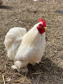 Gallettino Cocincina nana