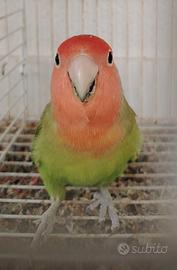 3 coppie di inseparabili riproduttori