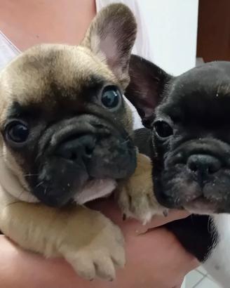 Bulldog francese cucciolo
