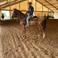 Appaloosa castrone