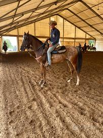 Appaloosa castrone