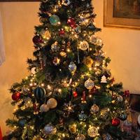 Pino per albero di Natale 