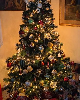 Pino per albero di Natale 