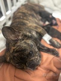 Cuccioli di bulldog francese