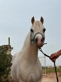 Pony welsh