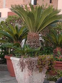 Pianta cycas 