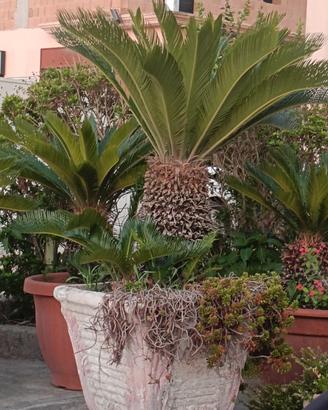 Pianta cycas 