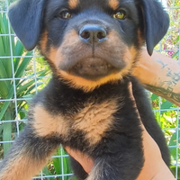 Cuccioli di rottweiler con pedigree