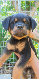 Cuccioli di rottweiler con pedigree