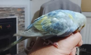 Uccelli