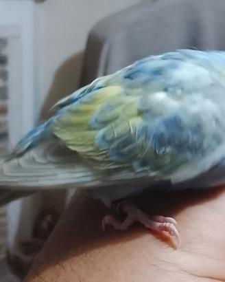 Uccelli