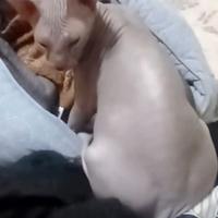 Don Sphynx