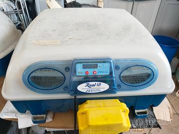 incubatrice barotto 49 