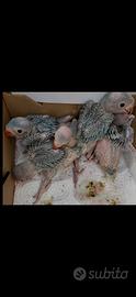 Parrocchetti dal collare baby