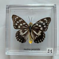 Farfalla da collezione.