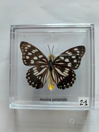 Farfalla da collezione.