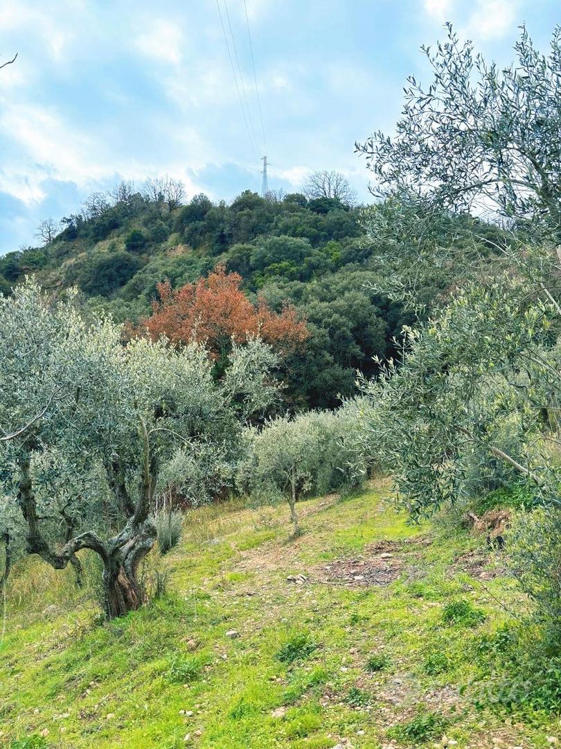 Terreno Agricolo con Ulivi e Rudere edificabile - Vista 5