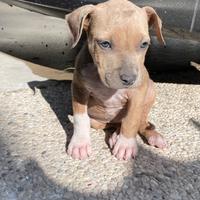 Cuccioli Amstaff