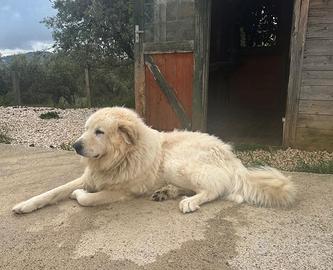 Cane da montagna di Pirenei