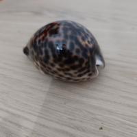 conchiglia decorativa