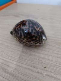 conchiglia decorativa